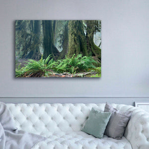 'Washington Olympic NP Foggy Ferns' by Mike Jones, Giclee Canvas Wall Art,60 x 40