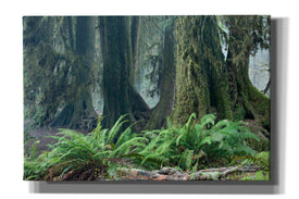 'Washington Olympic NP Foggy Ferns' by Mike Jones, Giclee Canvas Wall Art