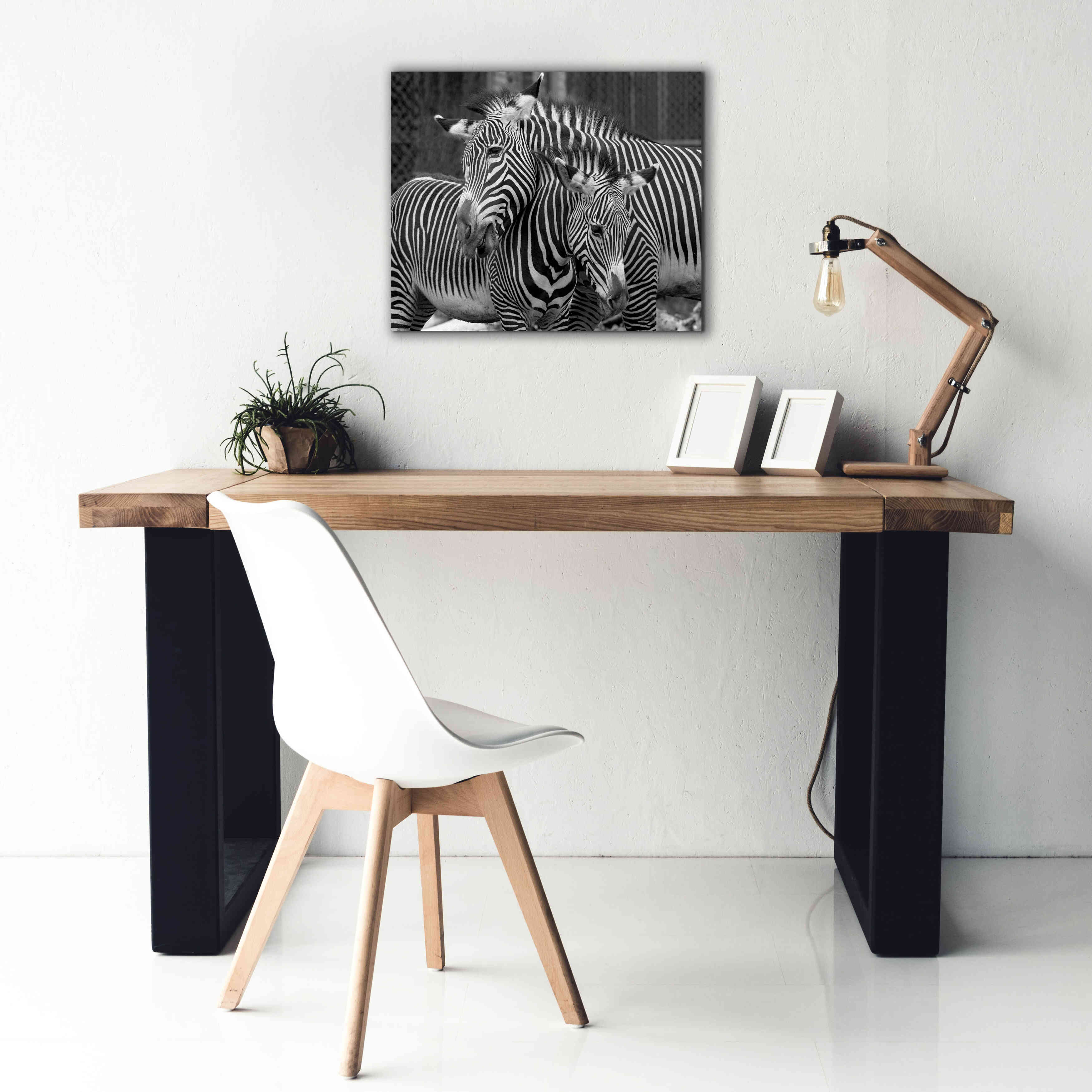 'Zebras' by Mike Jones, Giclee Canvas Wall Art,24 x 20