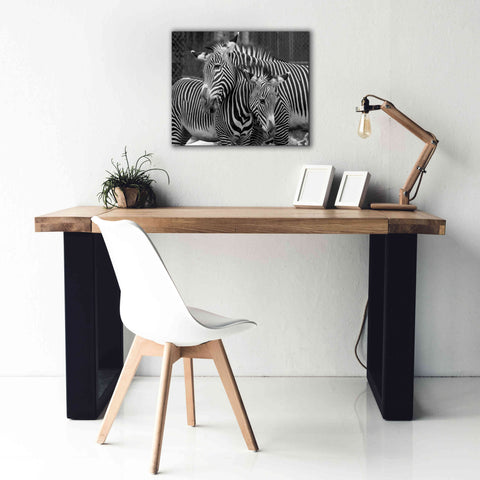 Image of 'Zebras' by Mike Jones, Giclee Canvas Wall Art,24 x 20