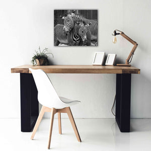 'Zebras' by Mike Jones, Giclee Canvas Wall Art,24 x 20