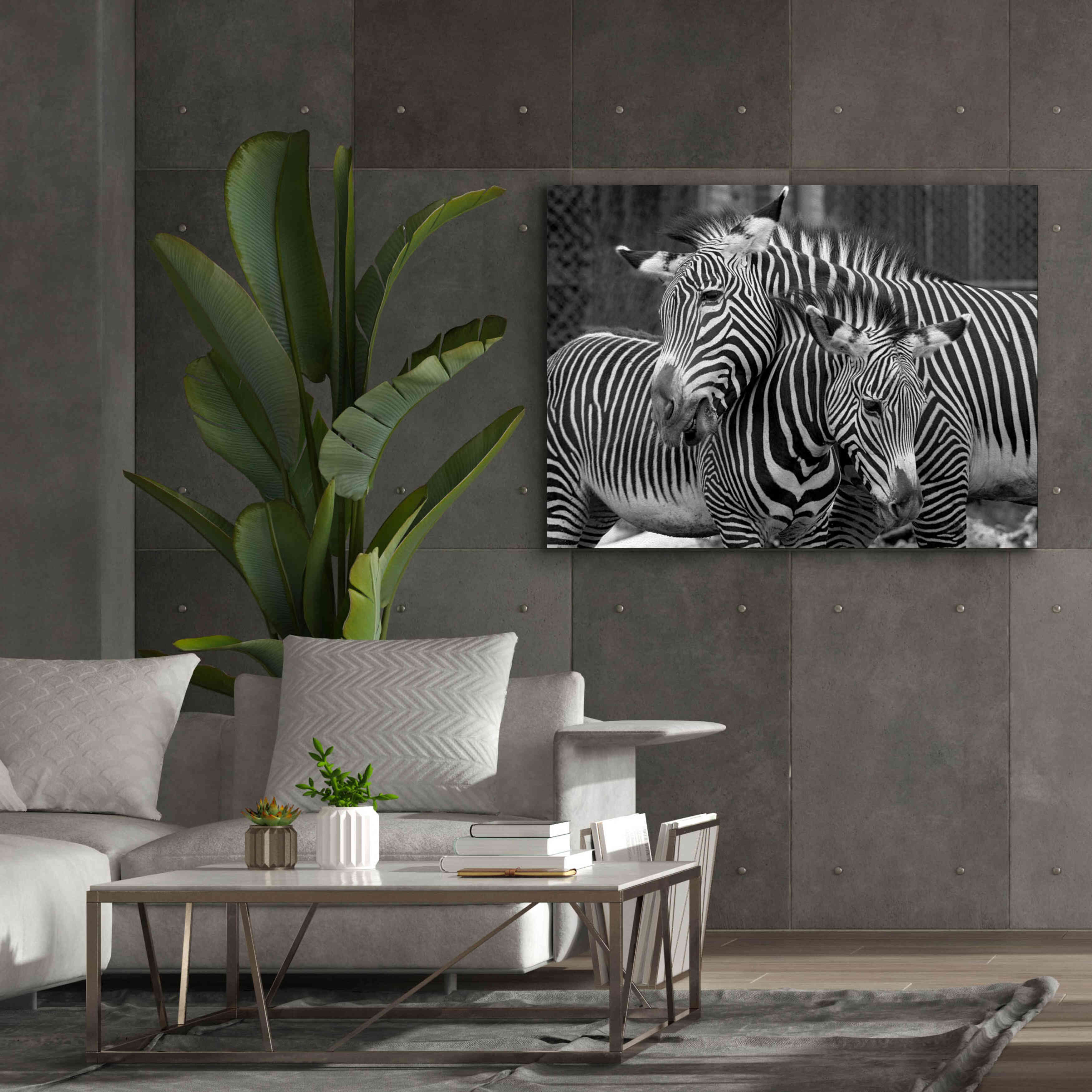 'Zebras' by Mike Jones, Giclee Canvas Wall Art,54 x 40
