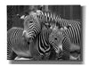 'Zebras' by Mike Jones, Giclee Canvas Wall Art