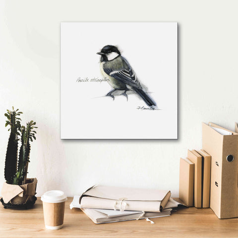 Image of 'Songbird Study II' by Bruce Dean, Giclee Canvas Wall Art,18x18