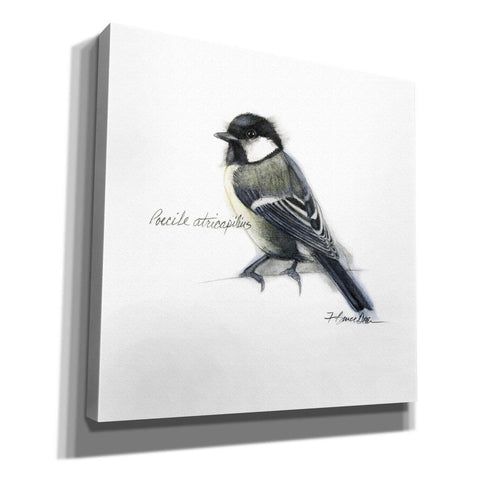 Image of 'Songbird Study II' by Bruce Dean, Giclee Canvas Wall Art