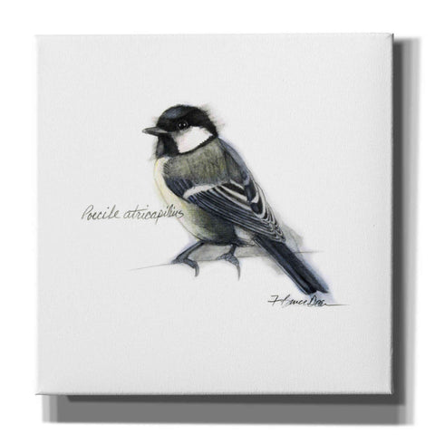 Image of 'Songbird Study II' by Bruce Dean, Giclee Canvas Wall Art