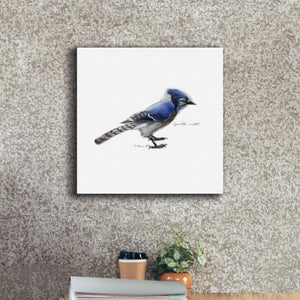 'Songbird Study III' by Bruce Dean, Giclee Canvas Wall Art,18x18