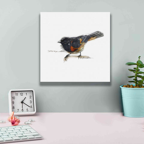 Image of 'Songbird Study IV' by Bruce Dean, Giclee Canvas Wall Art,12x12