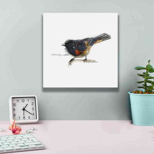 'Songbird Study IV' by Bruce Dean, Giclee Canvas Wall Art,12x12