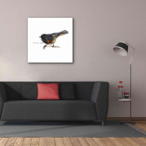 'Songbird Study IV' by Bruce Dean, Giclee Canvas Wall Art,37x37