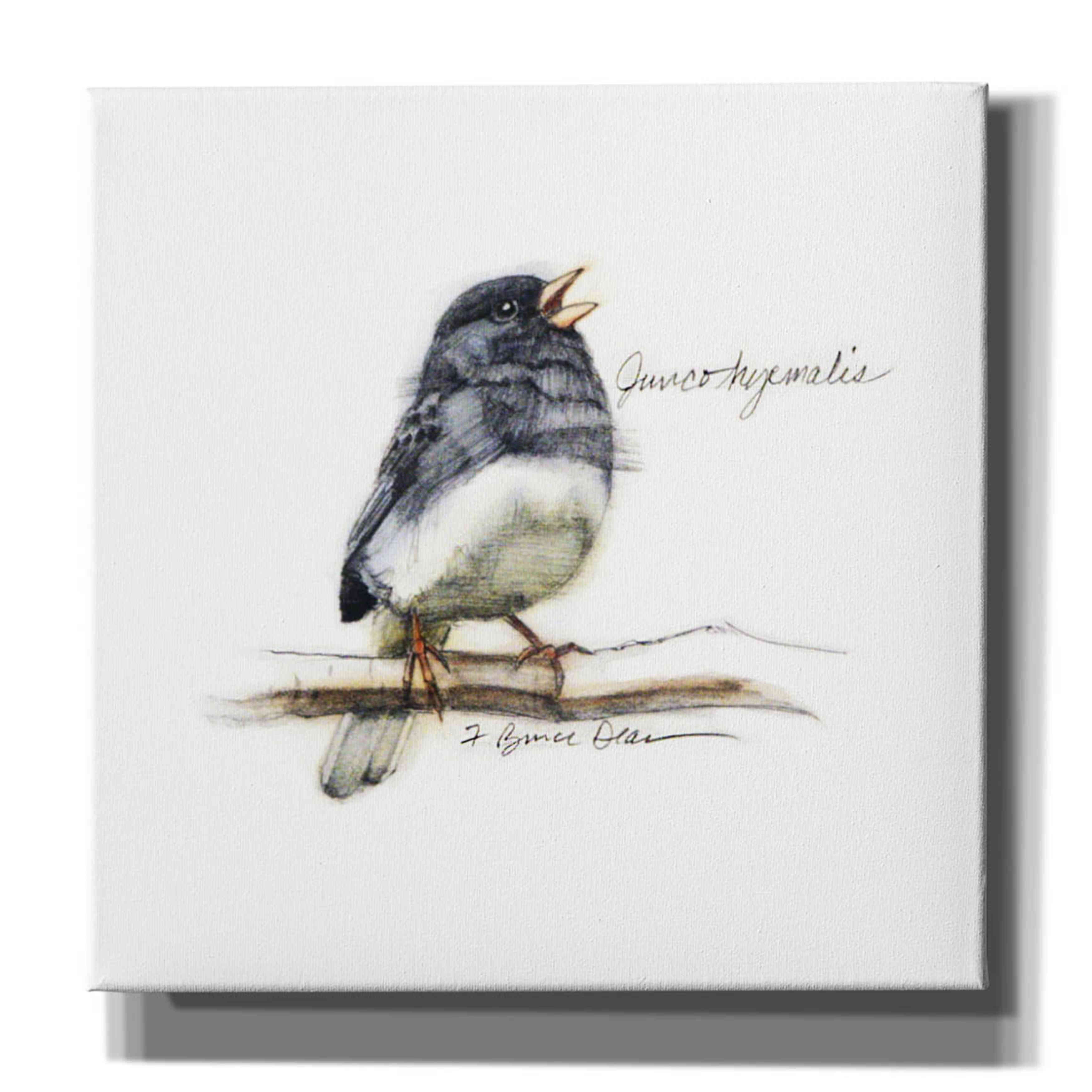 'Songbird Study VI' by Bruce Dean, Giclee Canvas Wall Art