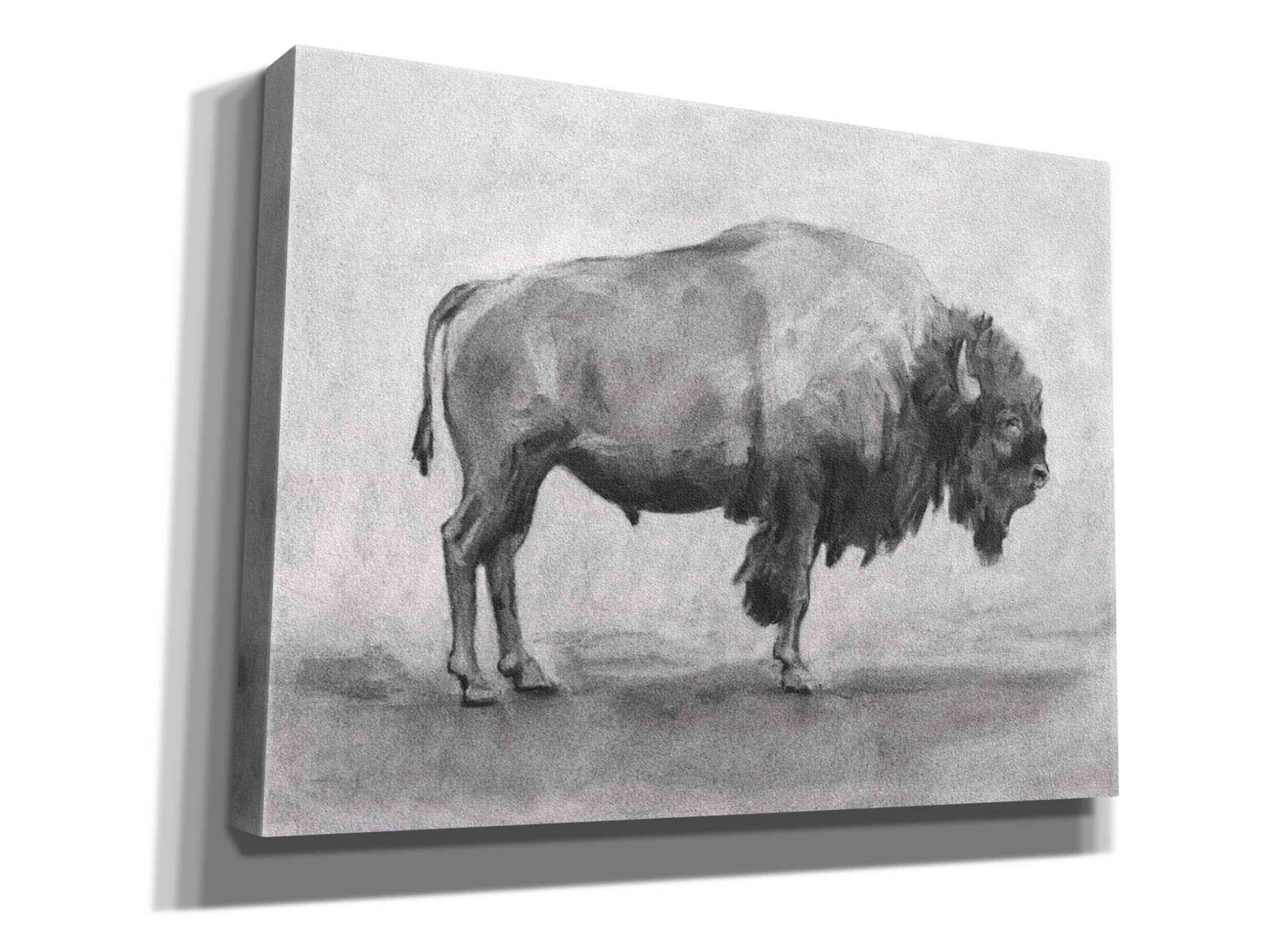 'Wild Bison Study I' by Emma Scarvey, Giclee Canvas Wall Art