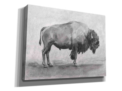 'Wild Bison Study I' by Emma Scarvey, Giclee Canvas Wall Art