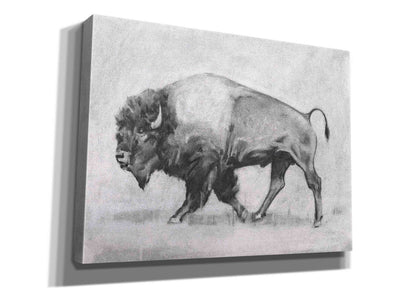 'Wild Bison Study II' by Emma Scarvey, Giclee Canvas Wall Art