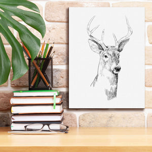 'Young Buck Sketch I' by Emma Scarvey, Giclee Canvas Wall Art,12 x 16