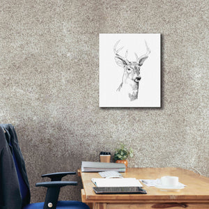 'Young Buck Sketch I' by Emma Scarvey, Giclee Canvas Wall Art,20 x 24