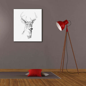 'Young Buck Sketch I' by Emma Scarvey, Giclee Canvas Wall Art,26 x 30