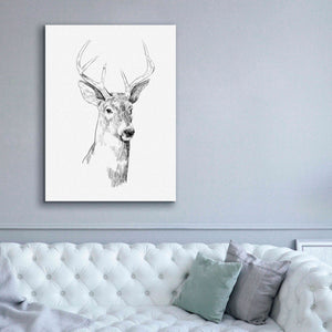 'Young Buck Sketch I' by Emma Scarvey, Giclee Canvas Wall Art,40 x 54