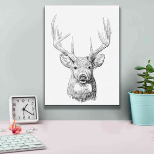 'Young Buck Sketch II' by Emma Scarvey, Giclee Canvas Wall Art,12 x 16