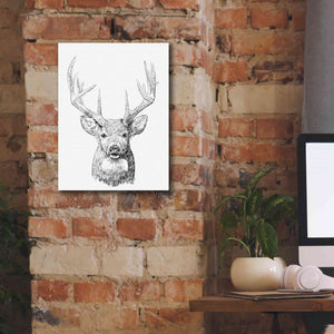 'Young Buck Sketch II' by Emma Scarvey, Giclee Canvas Wall Art,12 x 16