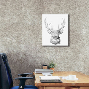 'Young Buck Sketch II' by Emma Scarvey, Giclee Canvas Wall Art,20 x 24