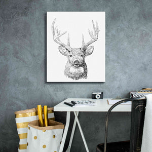 'Young Buck Sketch II' by Emma Scarvey, Giclee Canvas Wall Art,20 x 24