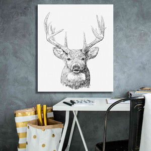 'Young Buck Sketch II' by Emma Scarvey, Giclee Canvas Wall Art,26 x 30