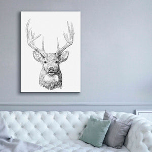 'Young Buck Sketch II' by Emma Scarvey, Giclee Canvas Wall Art,40 x 54