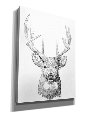 Image of 'Young Buck Sketch II' by Emma Scarvey, Giclee Canvas Wall Art