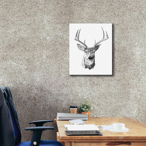 'Young Buck Sketch III' by Emma Scarvey, Giclee Canvas Wall Art,20 x 24