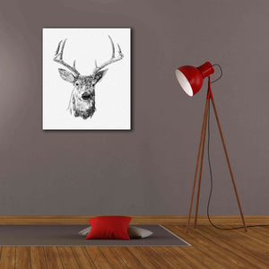 'Young Buck Sketch III' by Emma Scarvey, Giclee Canvas Wall Art,26 x 30