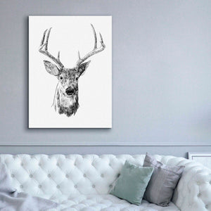 'Young Buck Sketch III' by Emma Scarvey, Giclee Canvas Wall Art,40 x 54