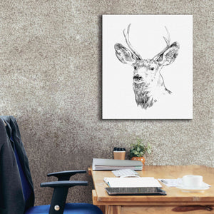 'Young Buck Sketch IV' by Emma Scarvey, Giclee Canvas Wall Art,26 x 30