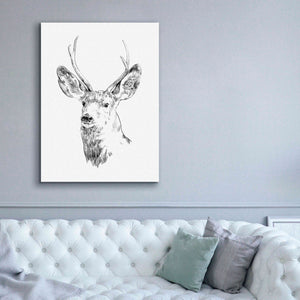 'Young Buck Sketch IV' by Emma Scarvey, Giclee Canvas Wall Art,40 x 54
