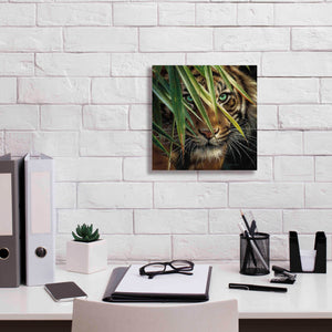 'Tiger Eyes' by Collin Bogle, Canvas Wall Art,12x12