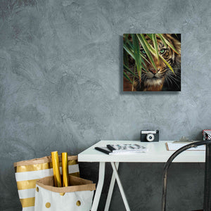 'Tiger Eyes' by Collin Bogle, Canvas Wall Art,12x12