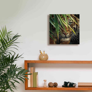 'Tiger Eyes' by Collin Bogle, Canvas Wall Art,12x12