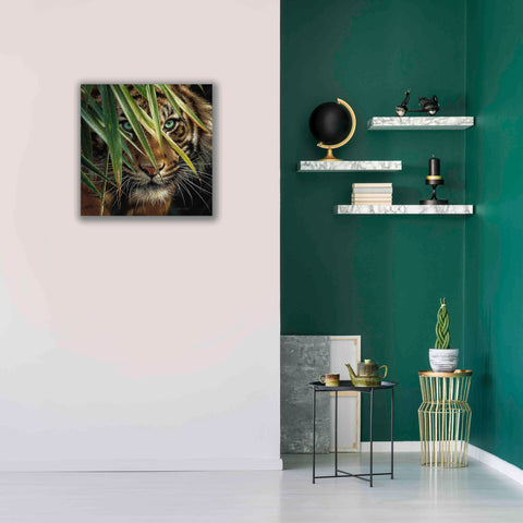 Image of 'Tiger Eyes' by Collin Bogle, Canvas Wall Art,26x26