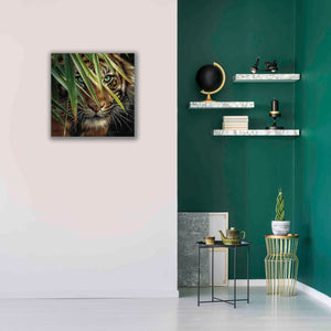 'Tiger Eyes' by Collin Bogle, Canvas Wall Art,26x26