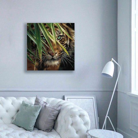 Image of 'Tiger Eyes' by Collin Bogle, Canvas Wall Art,37x37
