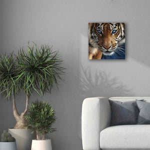 'Blue Eyes' by Collin Bogle, Canvas Wall Art,18x18