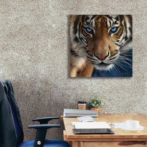 'Blue Eyes' by Collin Bogle, Canvas Wall Art,26x26