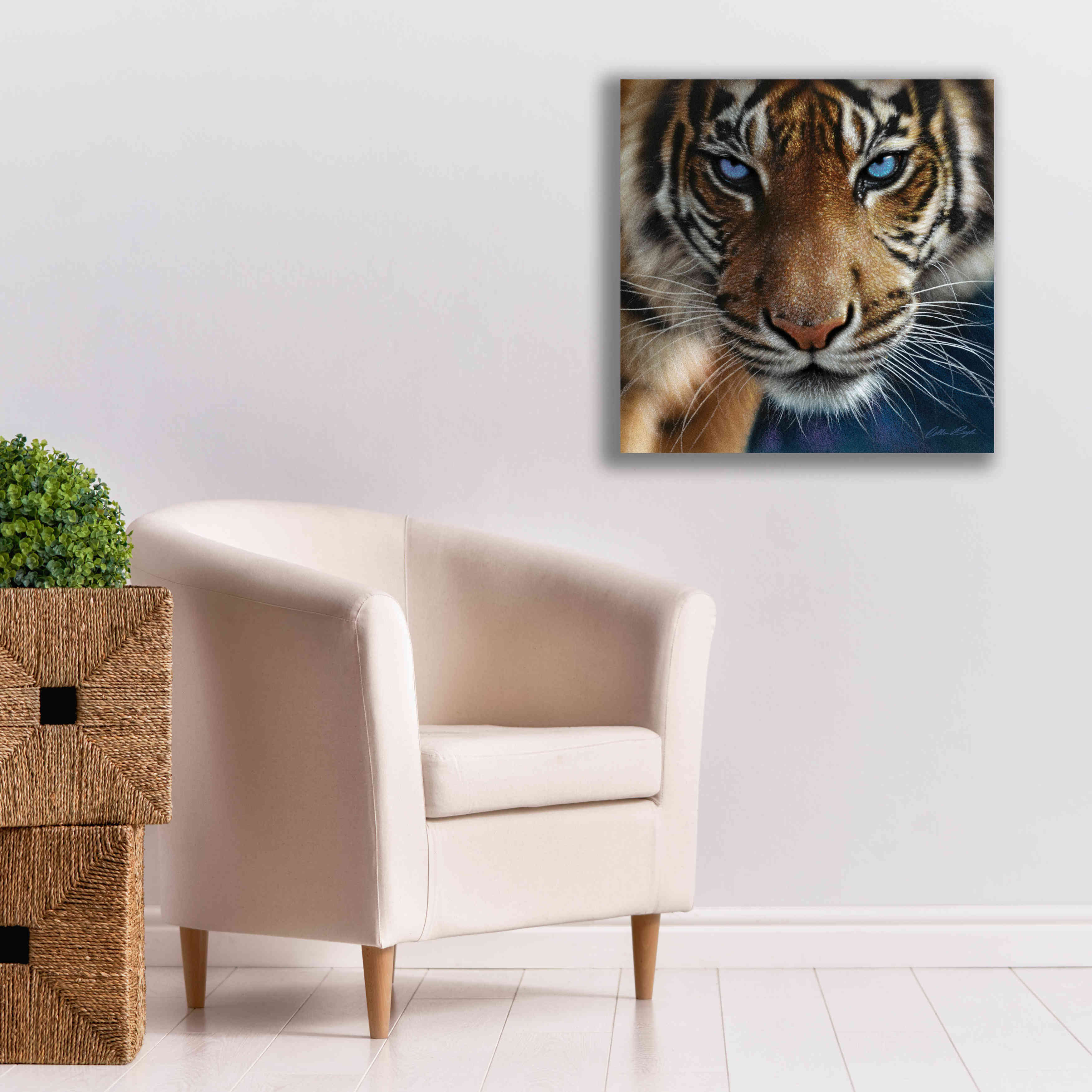 'Blue Eyes' by Collin Bogle, Canvas Wall Art,26x26