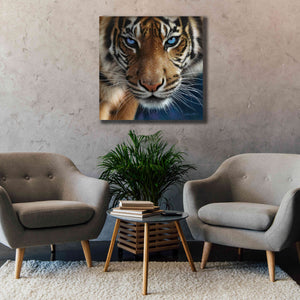 'Blue Eyes' by Collin Bogle, Canvas Wall Art,37x37