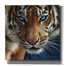 'Blue Eyes' by Collin Bogle, Canvas Wall Art,Size 1 Square
