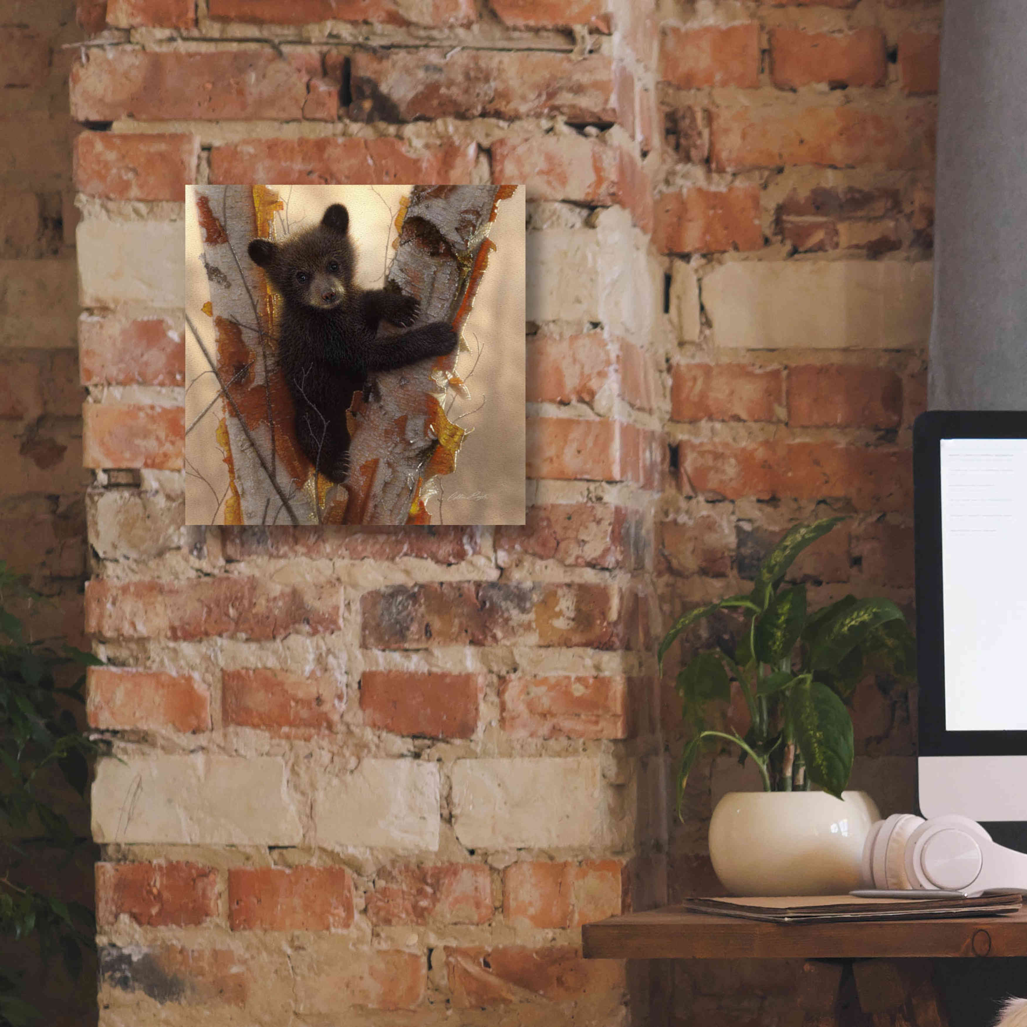 'Curious Cub I' by Collin Bogle, Canvas Wall Art,12x12