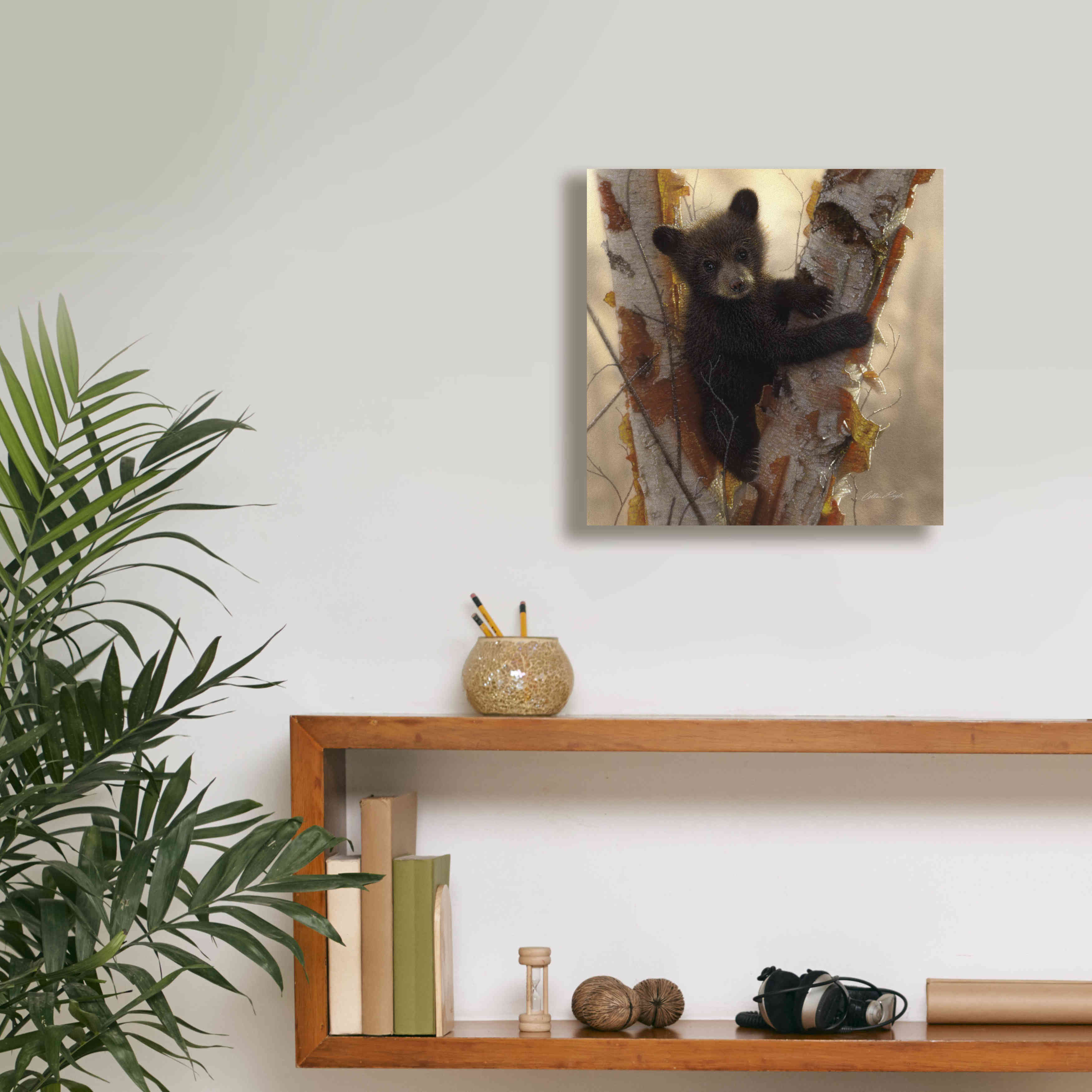 'Curious Cub I' by Collin Bogle, Canvas Wall Art,12x12