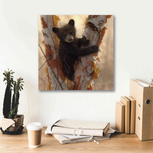 'Curious Cub I' by Collin Bogle, Canvas Wall Art,18x18