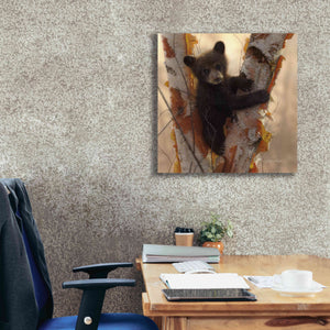 'Curious Cub I' by Collin Bogle, Canvas Wall Art,26x26