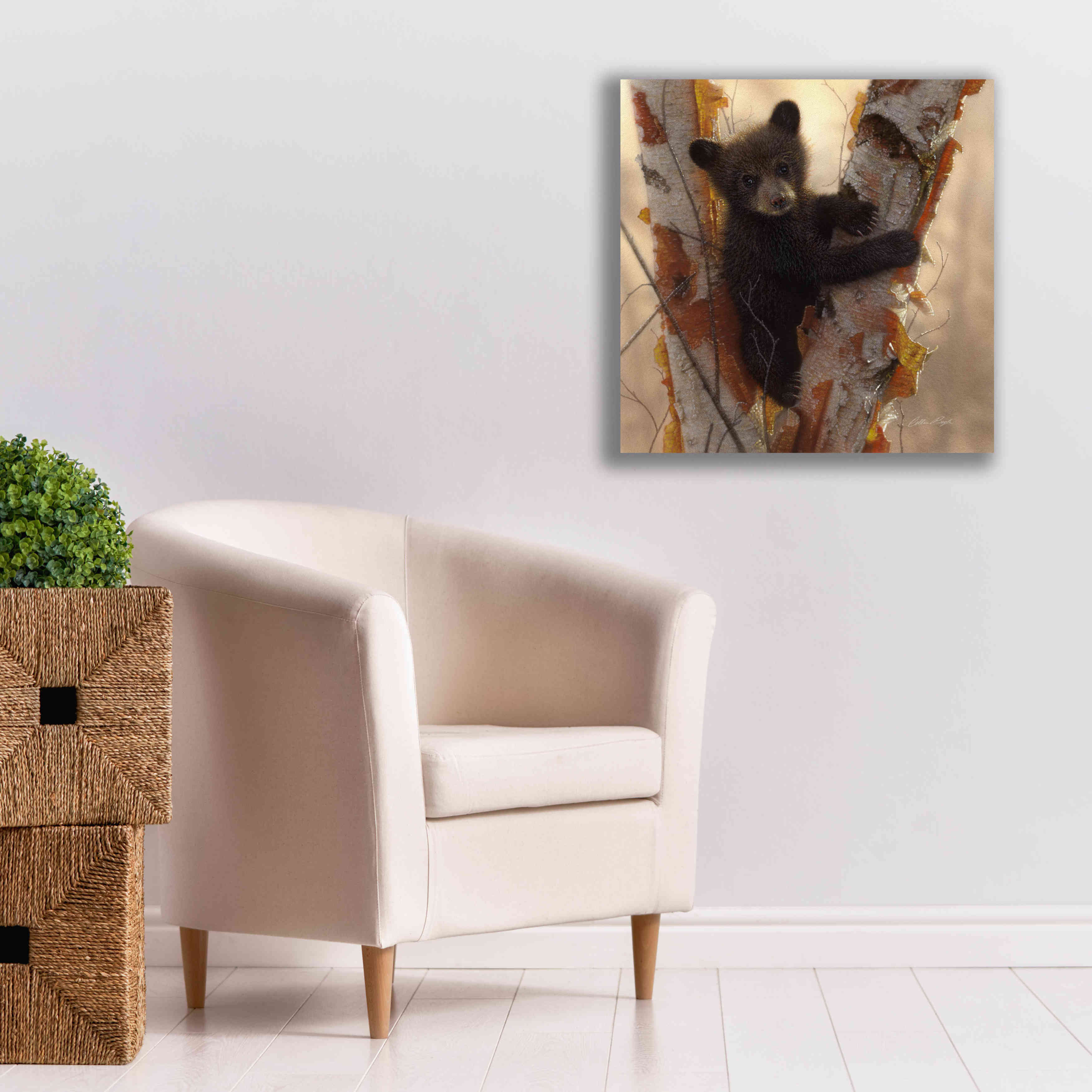 'Curious Cub I' by Collin Bogle, Canvas Wall Art,26x26